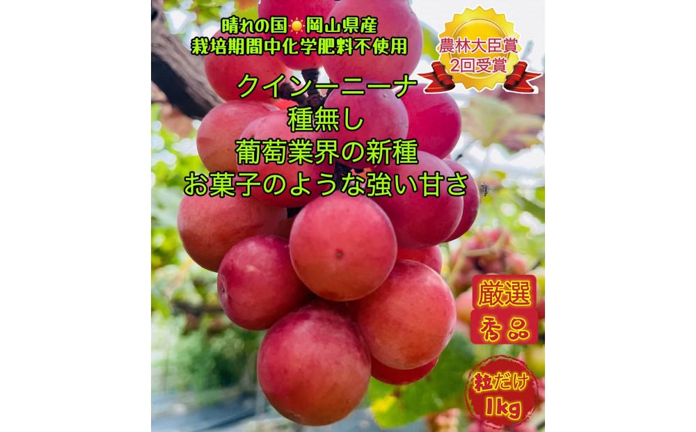 ぶどう2026年  クイーンニーナ 厳選 秀品 粒だけ 約1kg 岡山 国産 果物 フルーツ  2026年8月上旬から発送