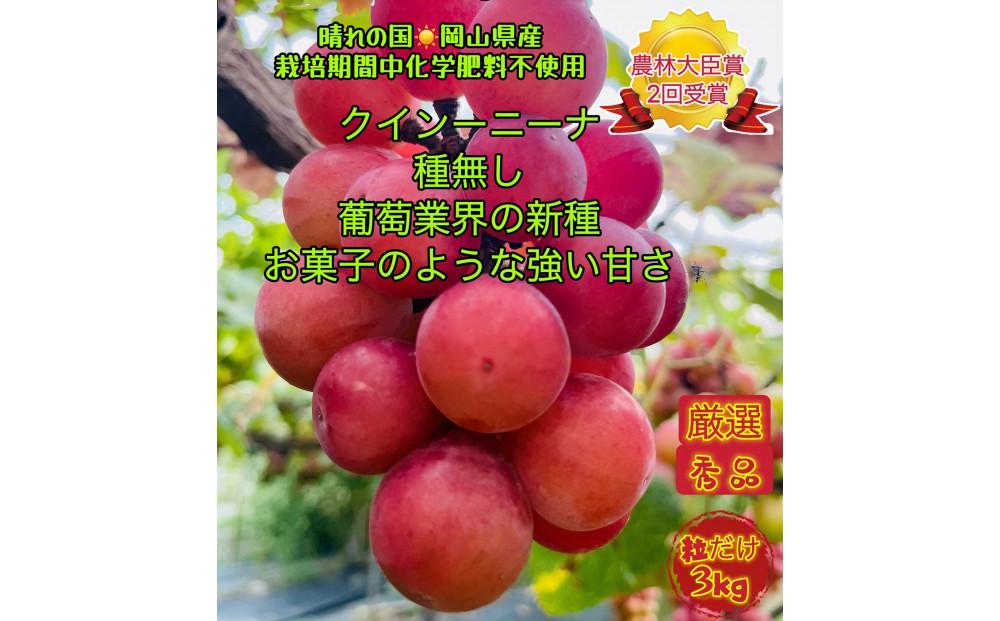 ぶどう 2026年 クイーンニーナ 厳選 秀品 粒だけ 約3kg 岡山 国産 果物 フルーツ  2026年8月上旬から発送