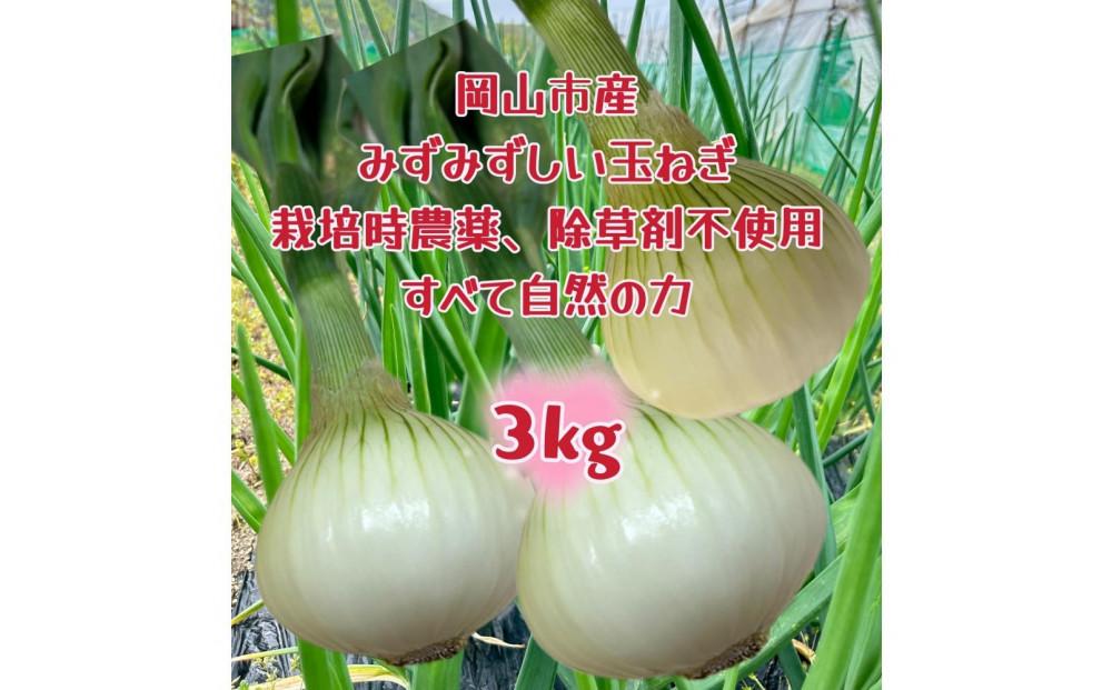 岡山市産 玉ねぎ3kg(サイズ混合)栽培期間中農薬・除草剤不使用全て自然の力健康野菜