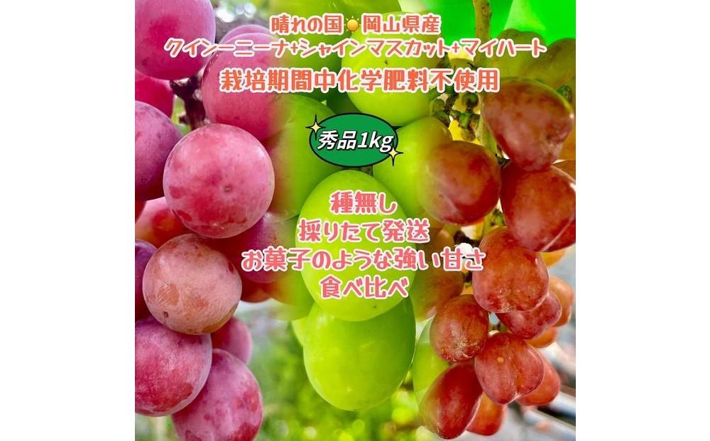 ぶどう 2026年  クイーンニーナ シャインマスカット マイハート 秀品 粒だけ 約1kg 農林大臣賞受賞 岡山 国産 果物 フルーツ 食べ比べ 2026年8月中旬から発送