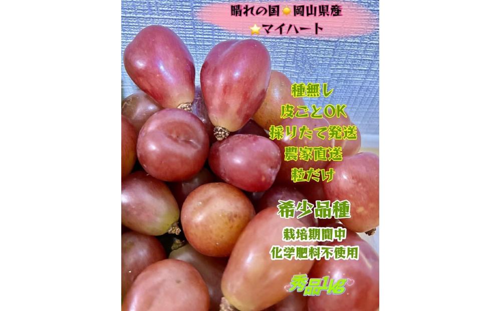 ぶどう 2026年  マイハート 秀品 粒だけ 約1kg 岡山 国産 果物 フルーツ 2026年8月中旬から発送