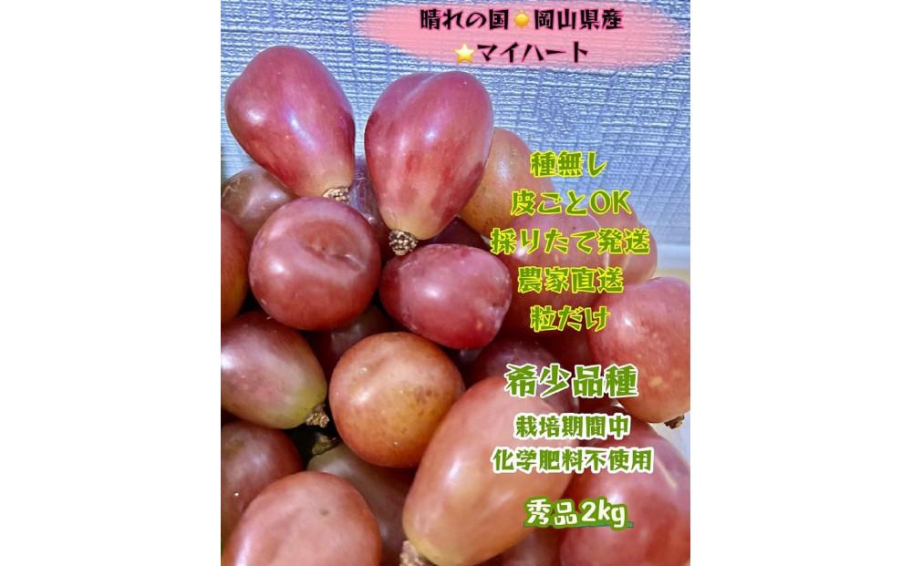 ぶどう 2026年  マイハート 秀品 粒だけ 約2kg 岡山 国産 果物 フルーツ  2026年8月中旬から発送