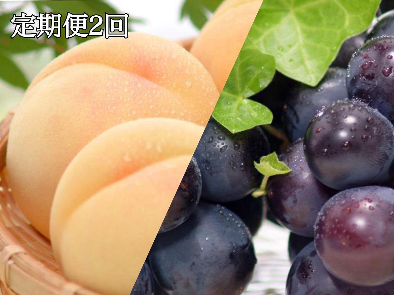 【定期便2回】白桃 4～6玉 約1.1kg（7月発送）・ニューピオーネ 1房 約600g（9月発送）【定期便 白桃 桃 もも モモ ニューピオーネ 葡萄 ぶどう ブドウ 果物 フルーツ 岡山県 倉敷市 おすすめ 人気】