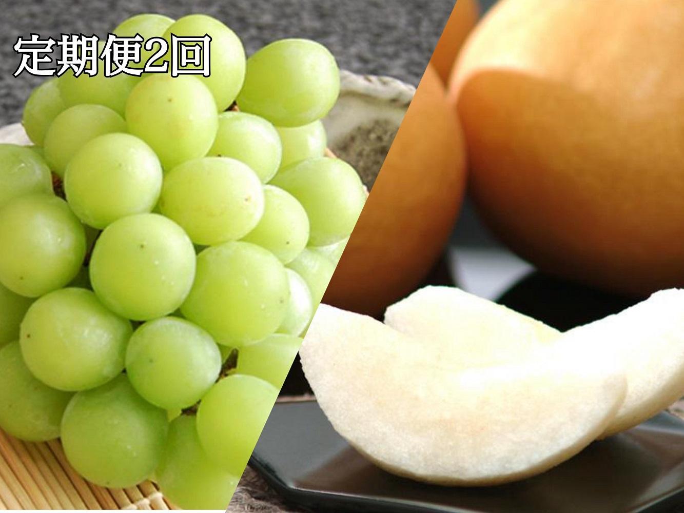【定期便2回】シャインマスカット 2房 約1.2kg（9月発送）・ 新高梨 4～6玉 約3kg（10月発送）【定期便 シャインマスカット マスカット 葡萄 ぶどう ブドウ 新高梨 梨 なし ナシ 果物 フルーツ 岡山県 倉敷市 おすすめ 人気】