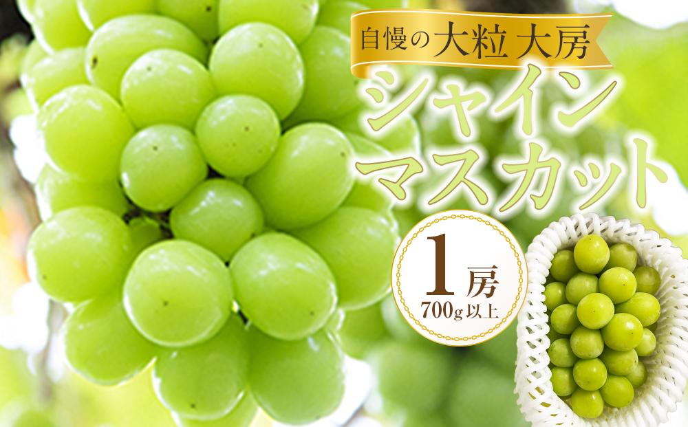 ぶどう 2025年  黒川農園 自慢 ! の 大粒 大房 シャイン マスカット 1房 700g以上 ブドウ 葡萄  岡山県産 国産 フルーツ 果物 ギフト