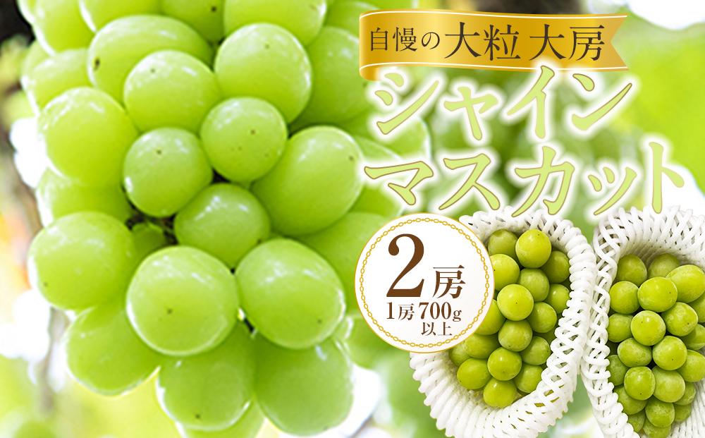 ぶどう 2025年  黒川農園 自慢 ! の 大粒 大房 シャイン マスカット 2房 （1房 700g以上） ブドウ 葡萄  岡山県産 国産 フルーツ 果物 ギフト 岡山県産