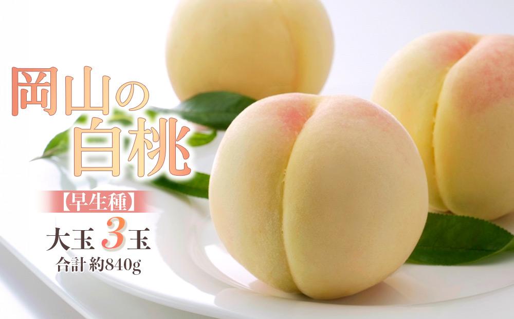 桃 2026年 岡山の 白桃 大玉3玉 早生種 合計約840g もも モモ 岡山県産 国産 フルーツ 果物 ギフト