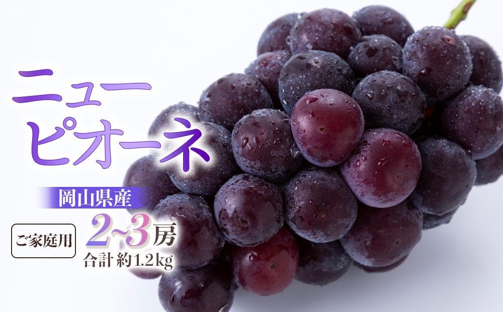 ぶどう 2026年  ご家庭用 ニュー ピオーネ 2～3房 合計約1.2kg ブドウ 葡萄 岡山県産 国産 フルーツ 果物 ギフト