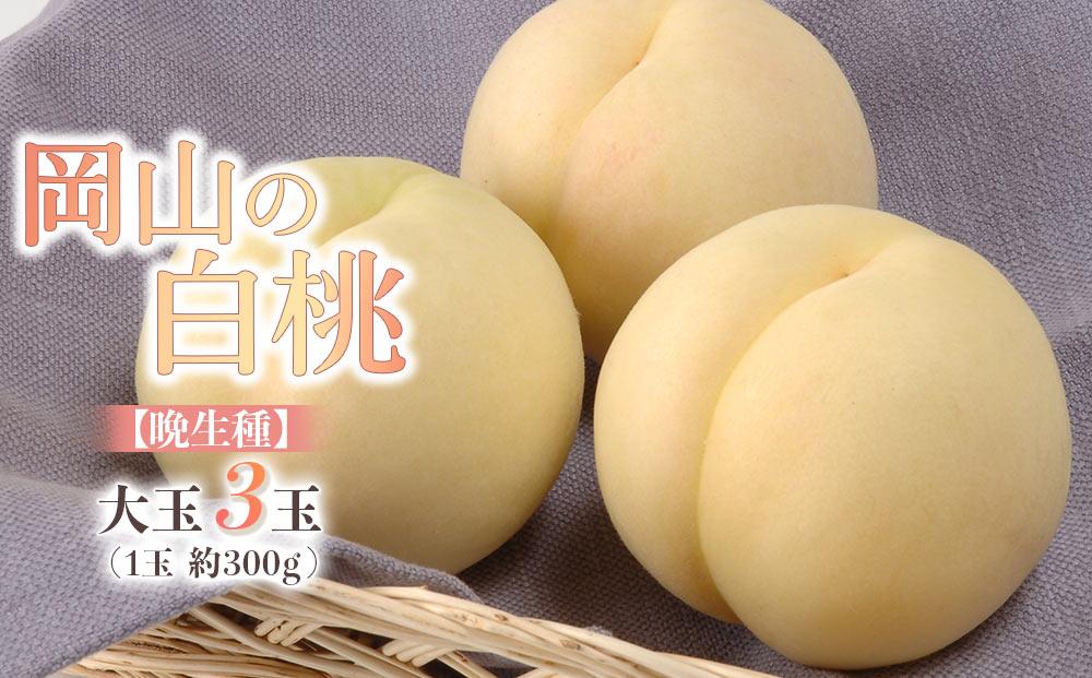 桃 2026年 岡山の 白桃 大玉3玉（晩生種）（1玉約300g） もも モモ 岡山県産 国産 フルーツ 果物 ギフト