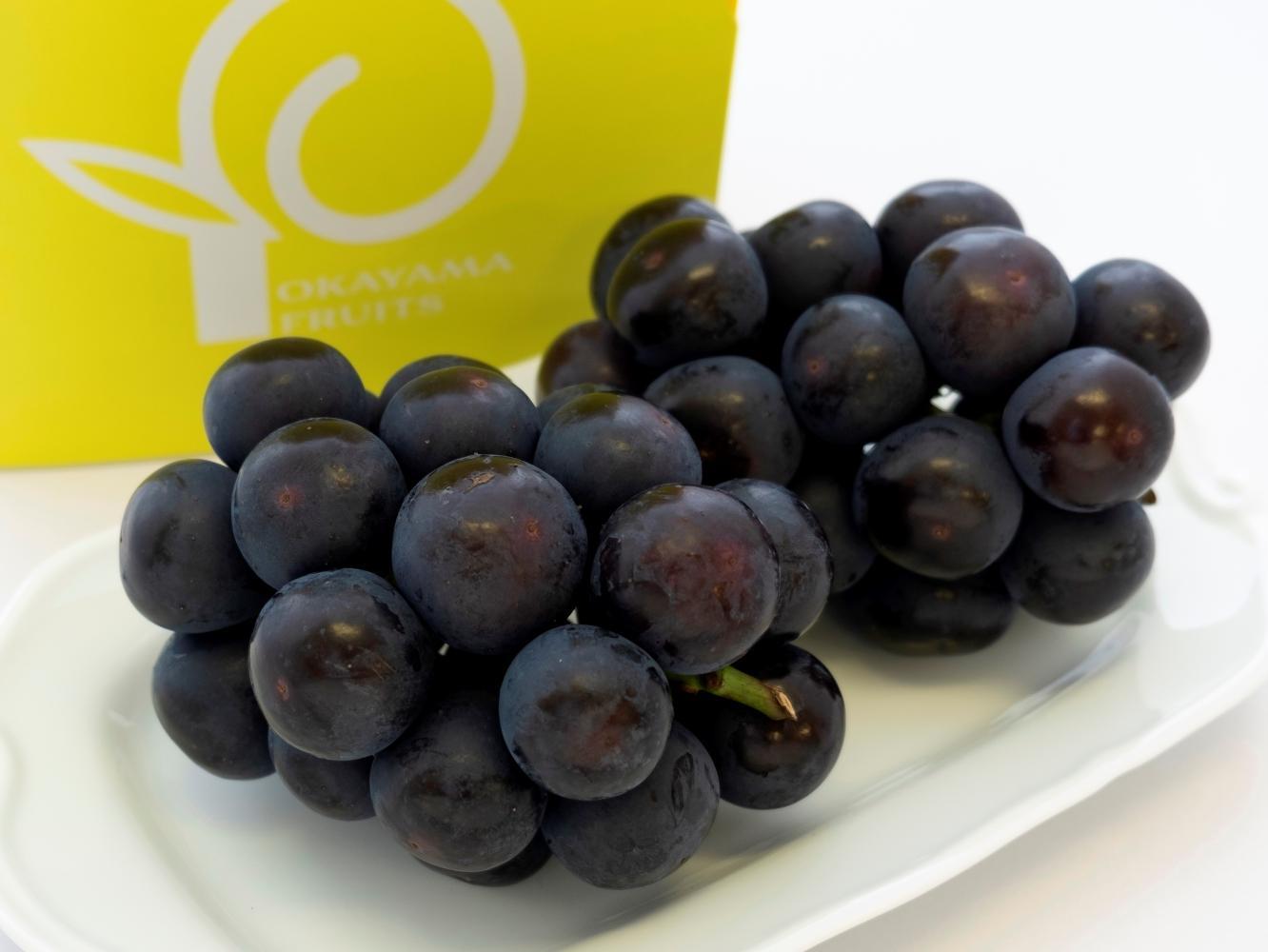 ぶどう 2026年 ご家庭用 岡山県産 オーロラブラック 1.2kg（2～3房）（クール便）