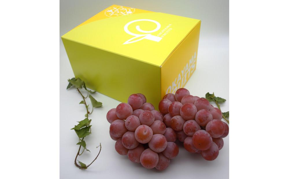 ぶどう 2026年　ご家庭用　岡山県産クインニーナ1.2kg（2～3房）