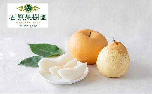 梨 2025年  あたご梨・鴨梨（ヤーリー）詰合せ 合計約3kg 贈答箱 ナシ なし 岡山県産 国産 フルーツ 果物 ギフト 石原果樹園