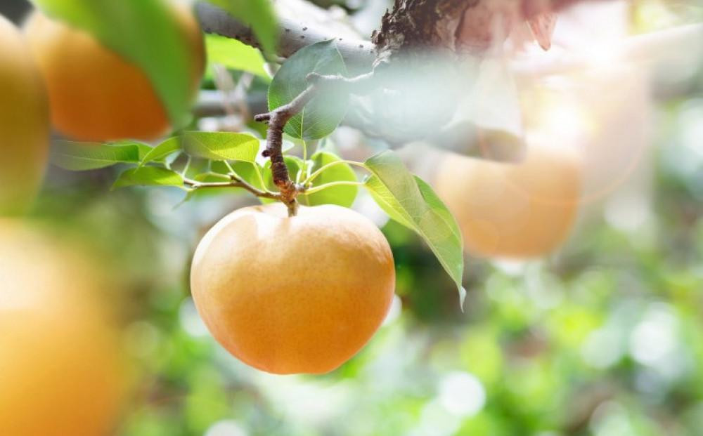 梨 2026年  あたご梨 3～6玉 合計約3kg 化粧贈答箱赤秀【ナシ なし 岡山県産 国産 フルーツ 果物 ギフト 石原果樹園】