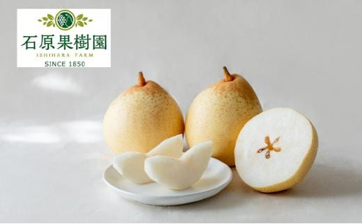 梨 2026年  鴨梨（ヤーリー）小玉11～13玉 約4kg 化粧贈答箱 赤秀【ナシ なし 岡山県産 国産 フルーツ 果物 ギフト 石原果樹園】