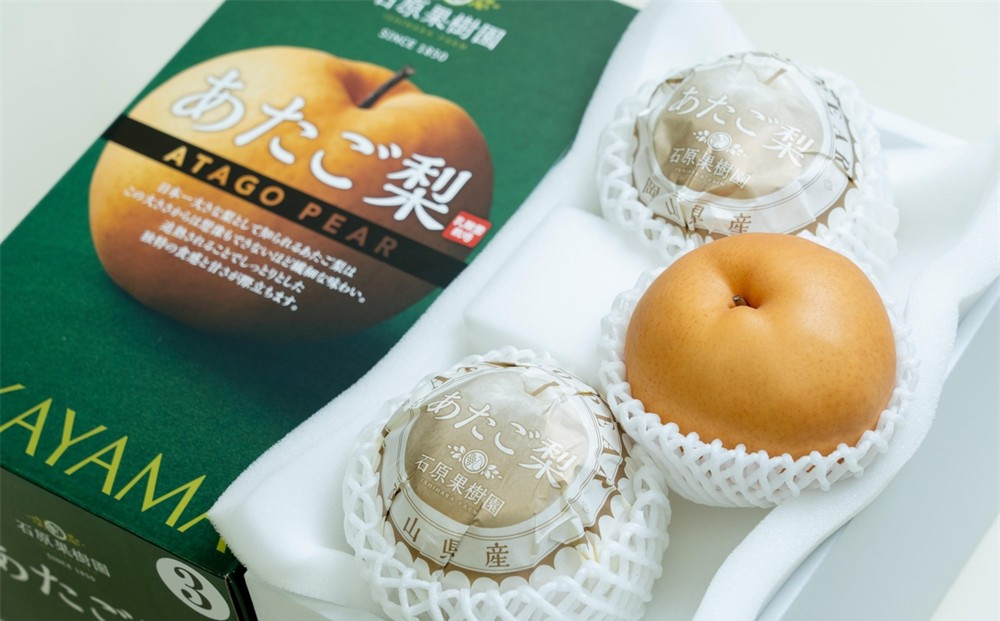 梨 2026年  あたご梨 3玉（約500g玉） 化粧贈答箱赤秀【ナシ なし 岡山県産 国産 フルーツ 果物 ギフト 石原果樹園】