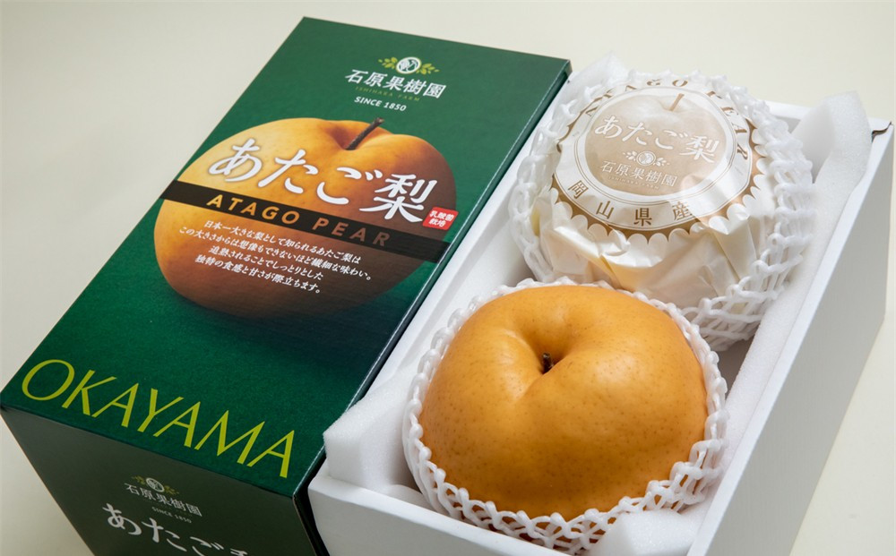 梨 2026年  あたご梨 2玉（約1.3kg玉）化粧贈答箱赤秀【ナシ なし 岡山県産 国産 フルーツ 果物 ギフト 石原果樹園】