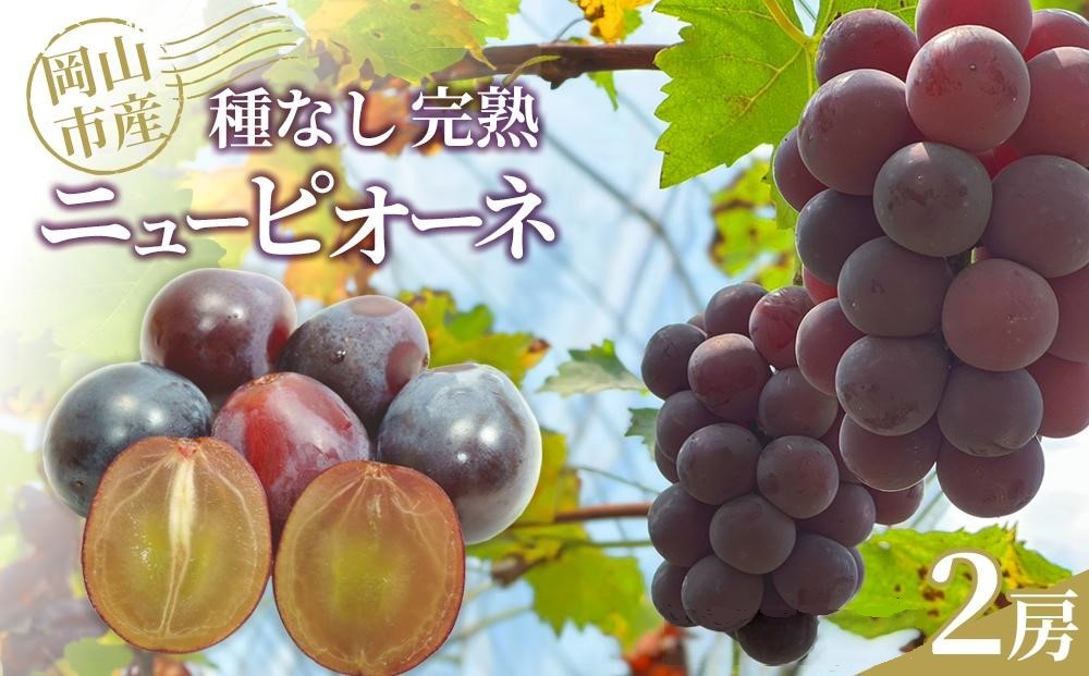 ぶどう2026年 種なし完熟 ニューピオーネ 2房 岡山市産 渡邊農園