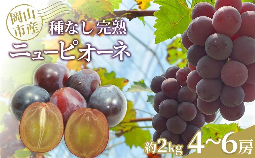 ぶどう 2026年 種なし完熟 ニューピオーネ 約2kg（4～6房）岡山市産 渡邊農園