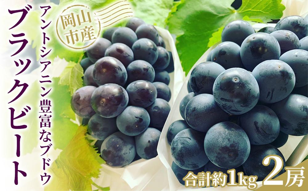 ぶどう 2026年 アントシアニン豊富な ブラックビート 2房 合計約1kg ブドウ 葡萄  岡山市産 国産 フルーツ 果物 渡邊農園