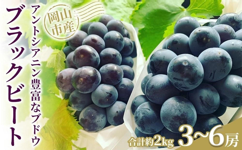 ぶどう 2026年 アントシアニン豊富な ブラックビート 3～6房 合計約2kg ブドウ 葡萄   岡山市産 国産 フルーツ 果物 渡邊農園