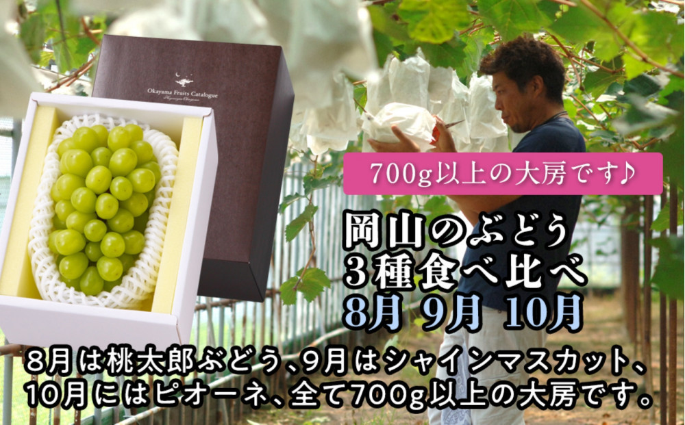 【定期便】岡山のぶどう　3種食べ比べ（8月・9月・10月）【2026年度発送】