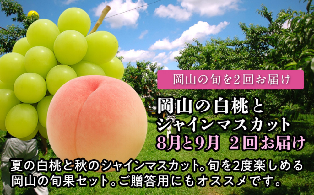 【定期便】 岡山の白桃とシャインマスカット　２回お届け（8月・9月）【2026年度発送】