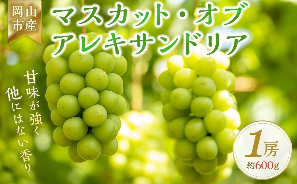 ＜2025年9月上旬～9月中旬発送＞岡山市産 マスカット・オブ・アレキサンドリア 1房 約600g ぶどう 葡萄