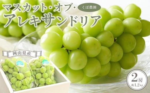 2026年 岡山県産 マスカット・オブ・アレキサンドリア 2房 約1.2kg くぼ農園