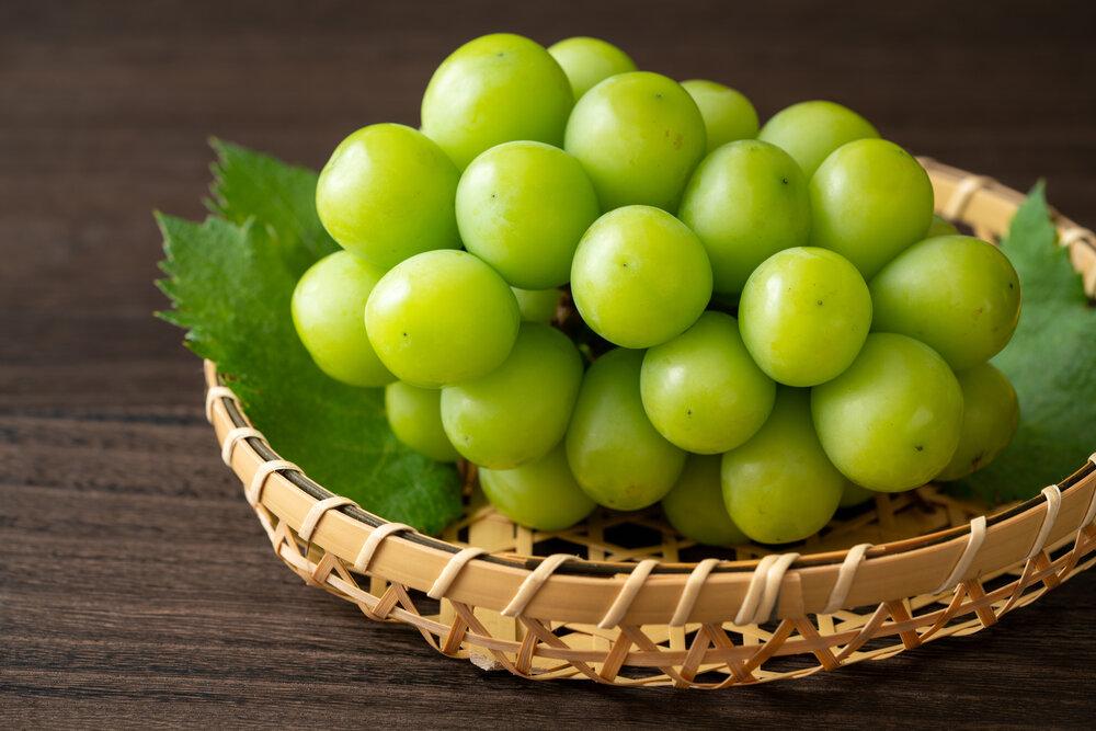 ぶどう マスカット 家庭用 大粒 2026年  9月以降発送 シャインマスカット 1.2kg （ ２房～ ） 農家直送完熟シャインマスカット｜ブドウ 葡萄  岡山市産 国産 フルーツ 果物