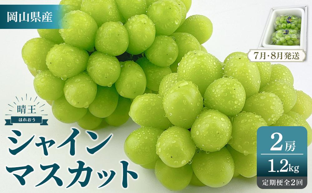 2026年予約受付中 シャインマスカット 晴王 2房 約1.2kg 2回 定期便 7月・8月に1回ずつお届け【シャインマスカット マスカット ぶどう 葡萄 岡山県産   種無し 皮ごと食べる みずみずしい7月～8月にお届け フレッシュ 温室栽培 晴れの国おかやま 果物大国 彩美菜果 岡山県 岡山市 おすすめ 人気 】