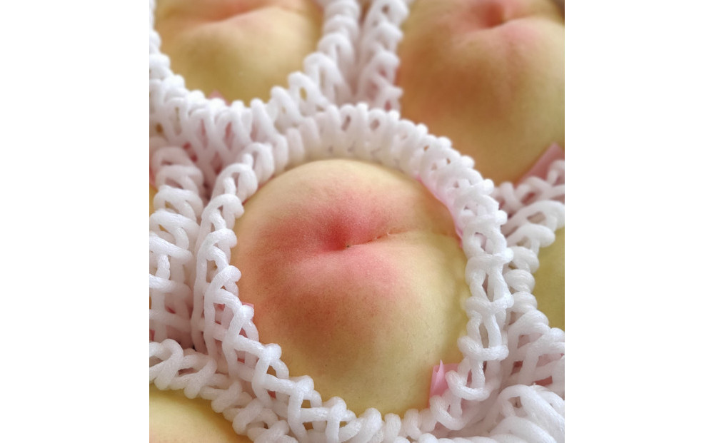 岡山市産 清水白桃 ご家庭用 大玉3玉 ＜2026年7月上旬～8月下旬頃出荷＞