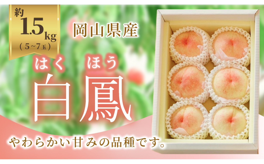 《2026年発送》岡山県産 桃 白鳳 1.5kg 5～7玉