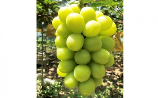 ぶどう 2026年 農家こだわりのシャインマスカット 3〜5房 合計約2.0kg ブドウ 葡萄 岡山市産 国産 フルーツ 果物 [ Nini farm 農家 直送 ]