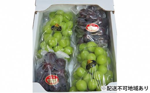 ぶどう 2026年 岡山県産 シャインマスカット・ピオーネ 2種 詰め合わせ 計2kg（3～4房）ぶどう園AC