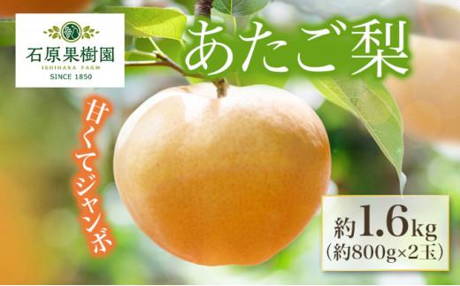 [終了]梨 2024年 先行予約 あたご梨 約800g×2玉 化粧箱 ナシ なし 岡山県産 国産 フルーツ 果物 ギフト 石原果樹園