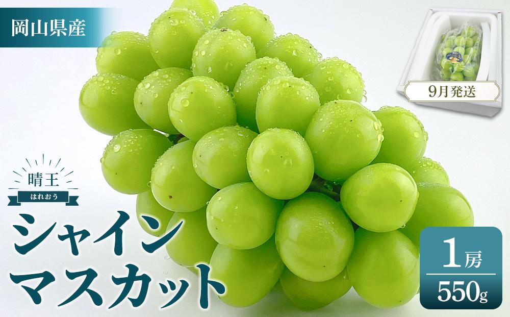 2026年 受付中 シャインマスカット 晴王 1房 約550g[岡山県産 種無し 皮ごと食べる みずみずしい 甘い フレッシュ 9月〜10月発送 晴れの国 おかやま ぶどう 葡萄 マスカット 果物大国 彩美菜果 岡山県 岡山市 おすすめ 人気]