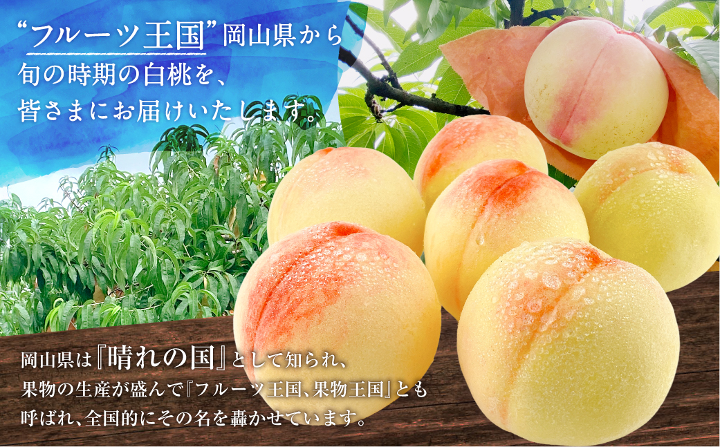 岡山県産 白桃 約1.5kg箱 5～6玉 【2026年7月上旬～8月下旬迄発送予定】 もも 桃 果物 くだもの フルーツ 国産 果実 冷蔵