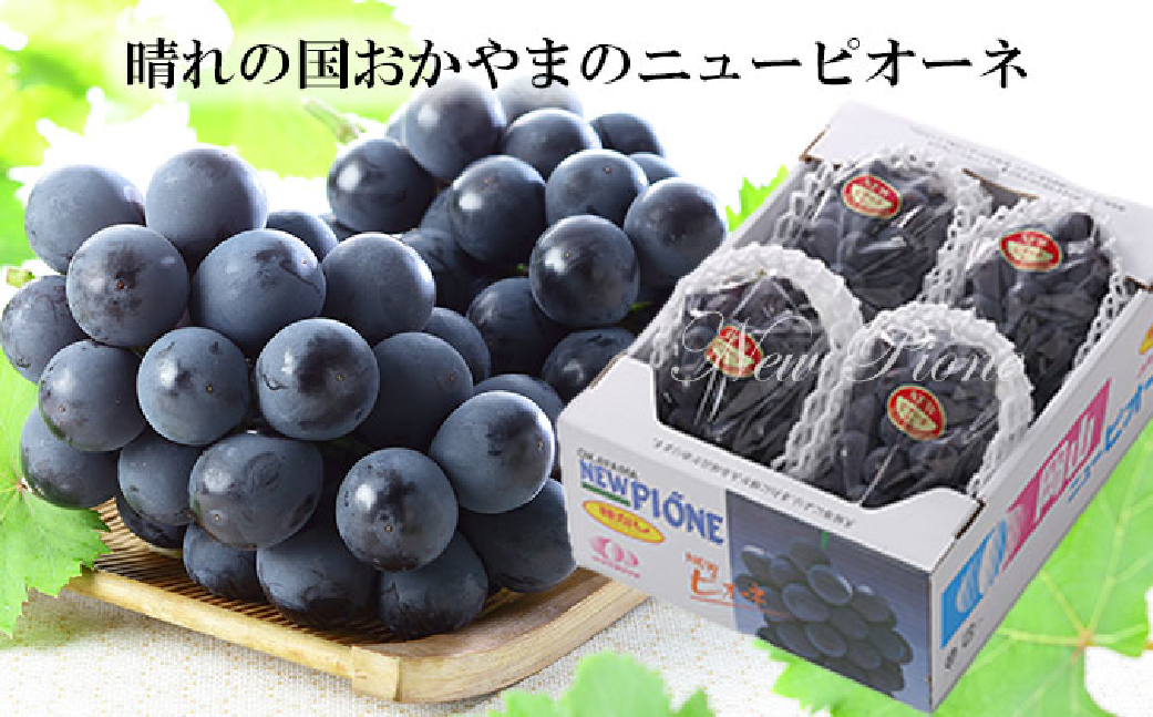 先行予約 岡山県産 ニューピオーネ 約2kg（3～6房）【2026年8月下旬～10月下旬まで順次発送予定】 葡萄 ぶどう ブドウ ピオーネ 大粒 種なし 種無し 果物 フルーツ 冷蔵 岡山県 倉敷市