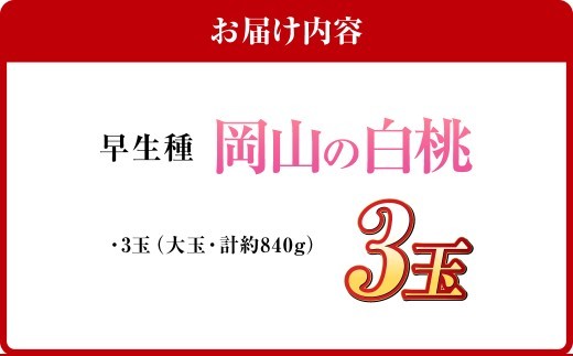 岡山の白桃 （大玉 ／ 早生種） 3玉 （合計約840g） 桃 もも モモ 白桃 くだもの 果物 国産フルーツ 国産 岡山県 倉敷市 【2026年6月下旬～7月下旬迄順次発送予定】