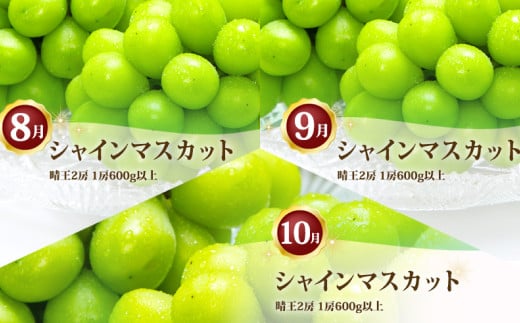 岡山県産 シャインマスカット 晴王 2房（1房600g以上） 3回定期便【2026年8月下旬～10月下旬まで順次発送予定】【シャインマスカット 果物 フルーツ 国産 人気 おすすめ 岡山県 倉敷市】