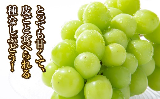 シャインマスカット 1房（約500g）果物 ぶどう フルーツ デザート スイーツ 高糖度 甘い 種なし 大粒 人気 皮ごと【2026年8月下旬～9月下旬発送予定】