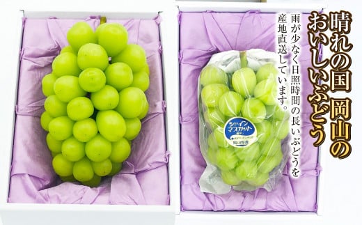 シャインマスカット 1房（1房 600g前後）