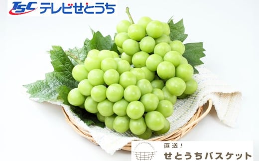 岡山県産シャインマスカット（ご家庭用）約1.2kg（2~3房）