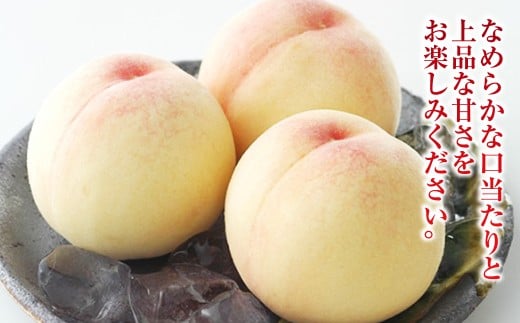 白桃 5玉（合計約1.3kg）果物 デザート スイーツ フルーツ 果肉 美味しい 甘い 柔らかい 上品【2026年7月上旬～7月下旬迄順次発送予定】