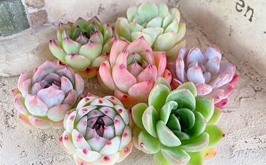 多肉植物の詰め合わせ 5～7株セット