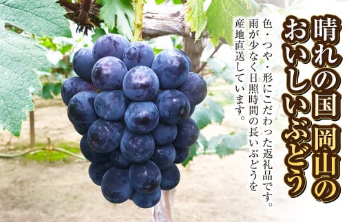 ニュー ピオーネ 2房（1房 500g前後）