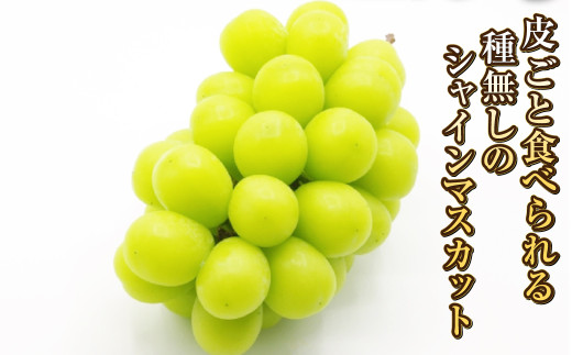 岡山シャインマスカット 2～4房 1.5キロ以上