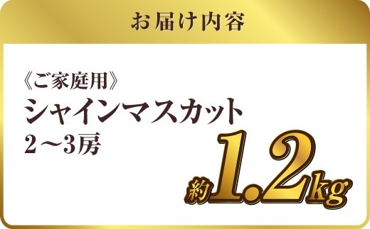 《ご家庭用》 シャインマスカット 2～3房（合計約1.2kg） マスカット ぶどう 葡萄 岡山県産 種無し 皮ごと食べる 岡山県 倉敷市 【2026年9月上旬～10月下旬 発送予定】