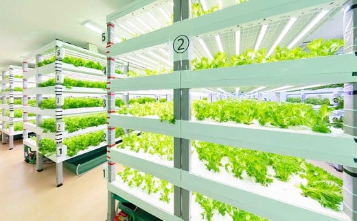 倉敷産 低カリウム レタス 8パックセット【野菜 レタス パックセット 栄養 岡山県 倉敷市 おすすめ 人気】