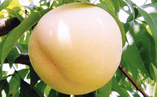 【ロイヤル】岡山白桃8玉入り（1玉220g以上） 計約1.8kg 【白桃 桃 もも モモ フルーツ 果物 岡山県 倉敷市 おすすめ 人気】【2026年7月上旬～8月下旬 発送予定】